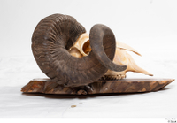  Skull Mouflon Ovis orientalis head horns skull 0024.jpg